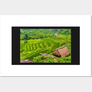 Rice Terraces. Posters and Art